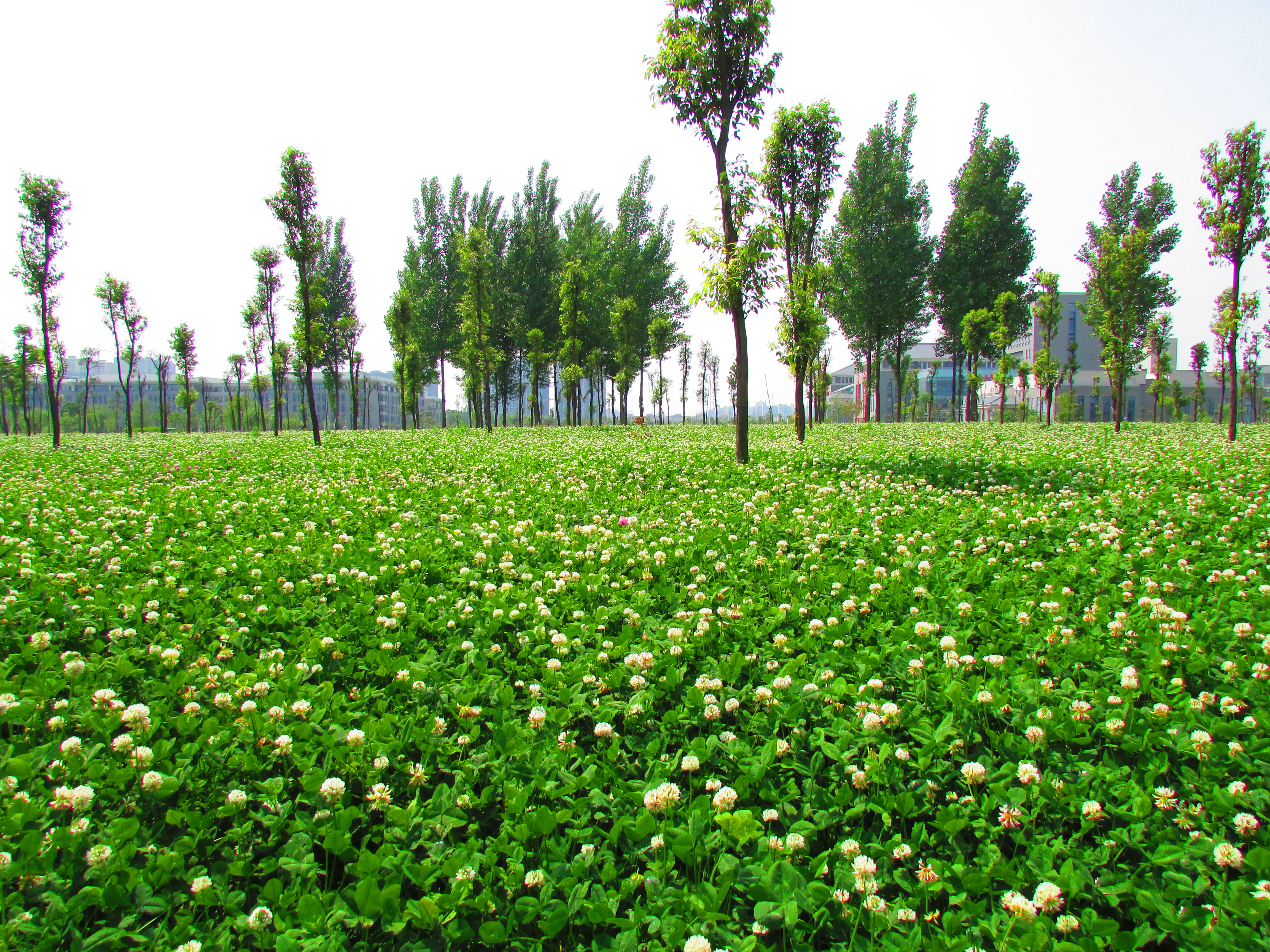 UT Austin's main campus